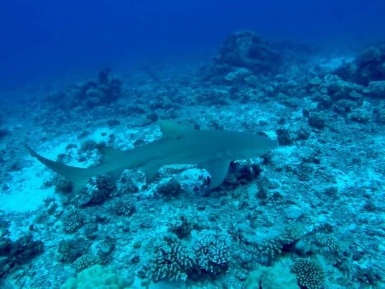 Manava Tahara'A Home Stay Mahina Esterno foto